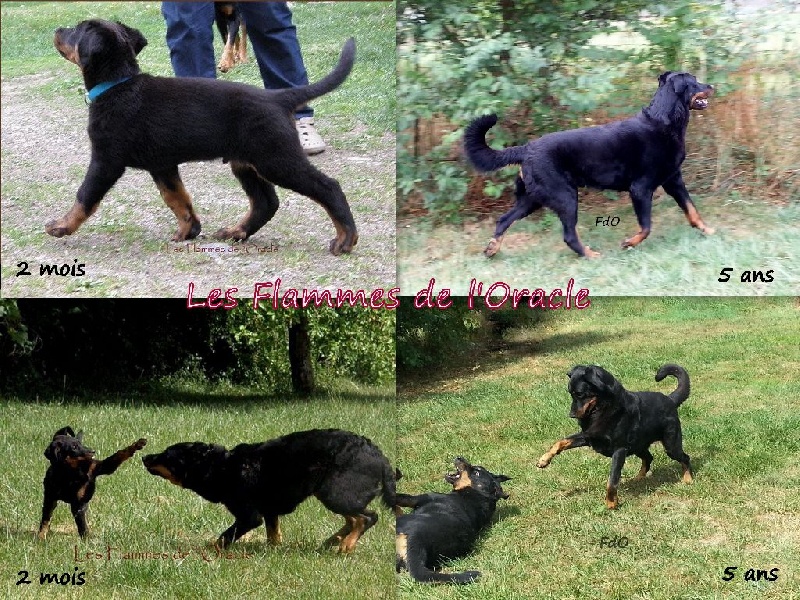 Montages