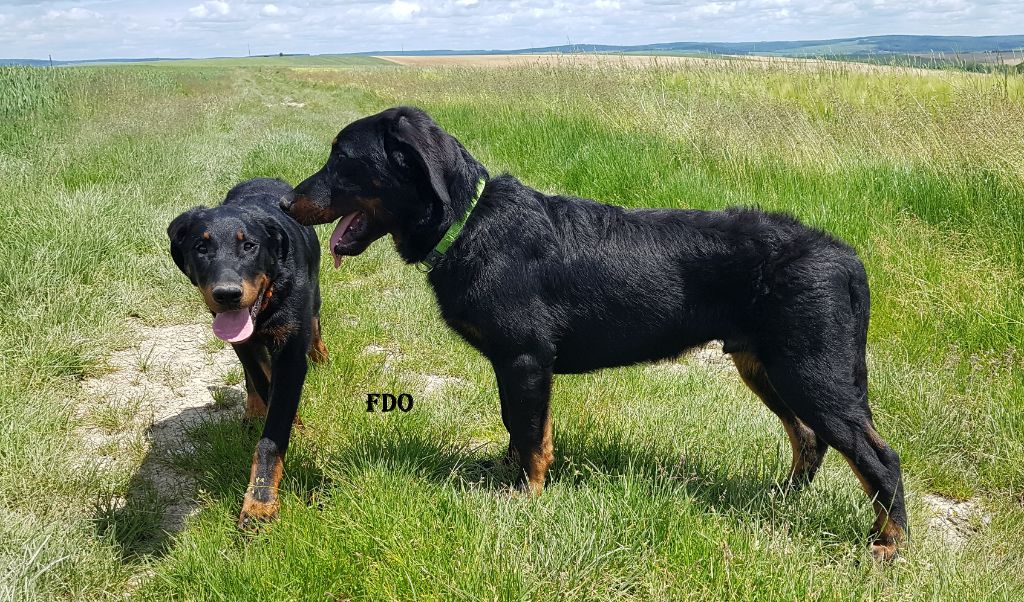 DUO