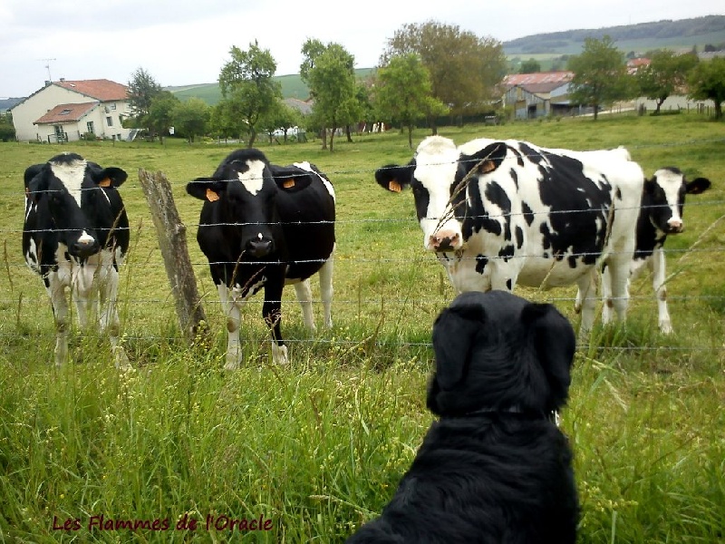 Rencontres