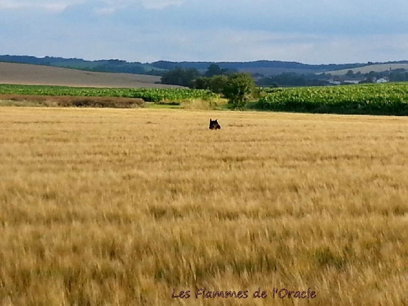 Grands espaces